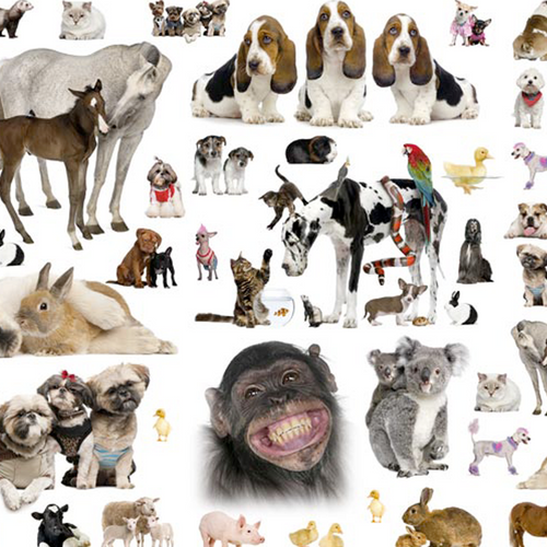 EZ Covers Pets Design